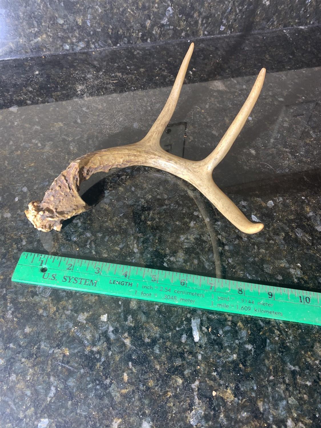 Deer Skull and 3 Shed Antlers