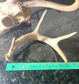 Deer Skull and 3 Shed Antlers