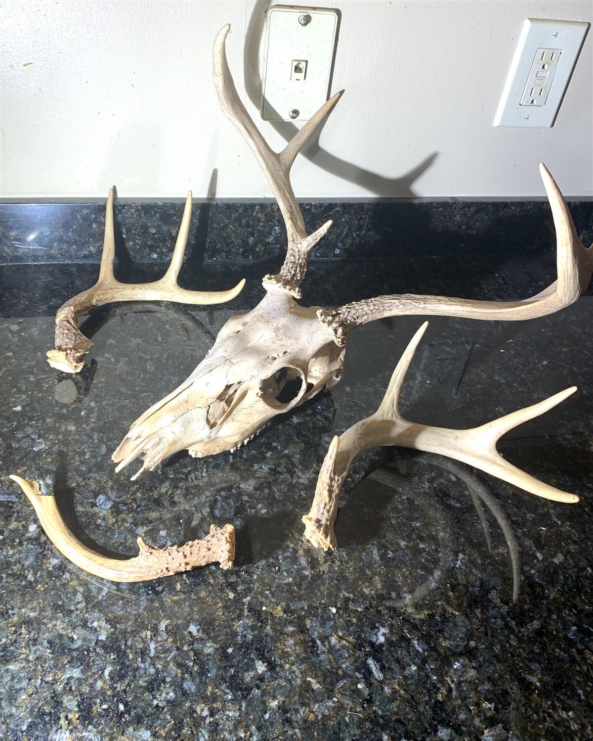 Deer Skull and 3 Shed Antlers