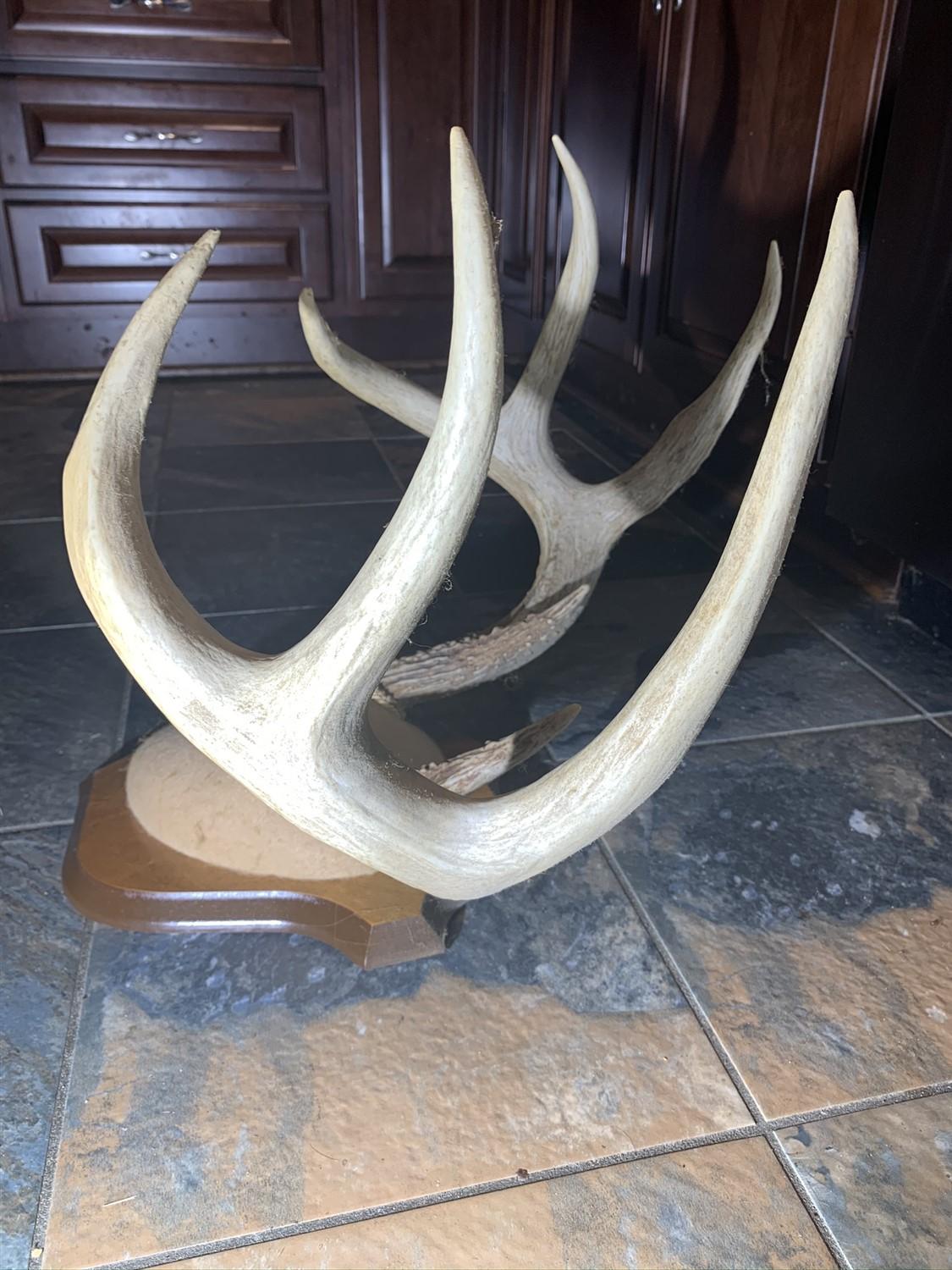 Huge Deer Antler Mount