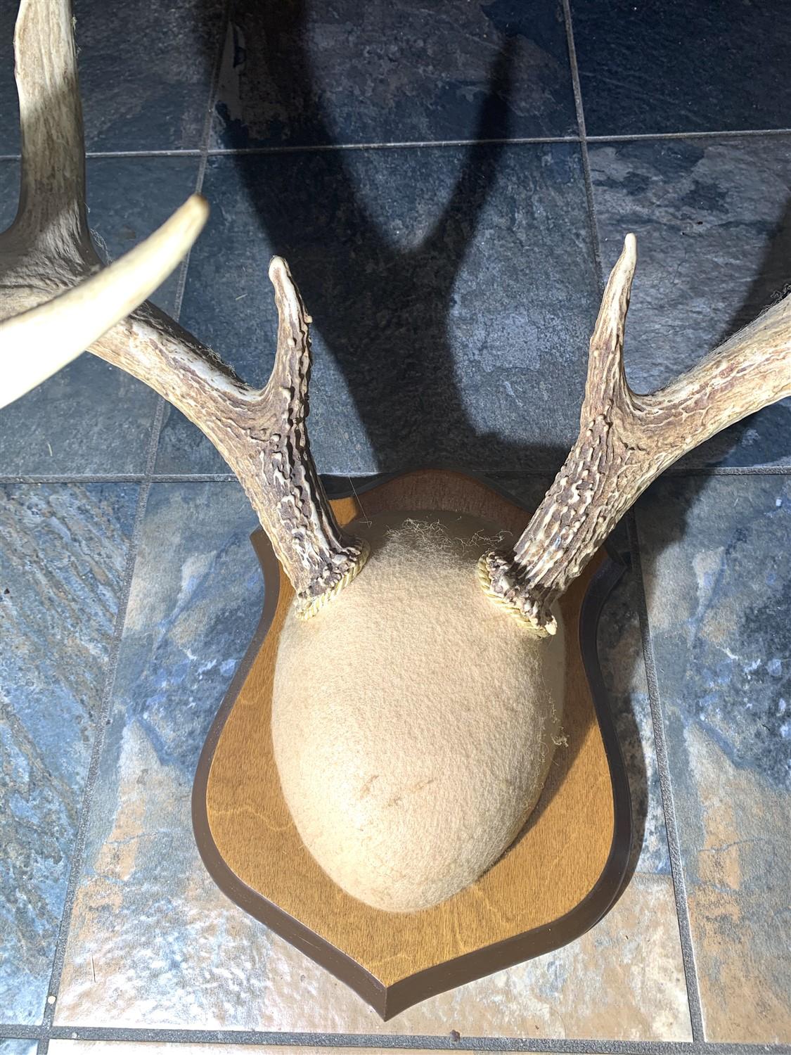 Huge Deer Antler Mount