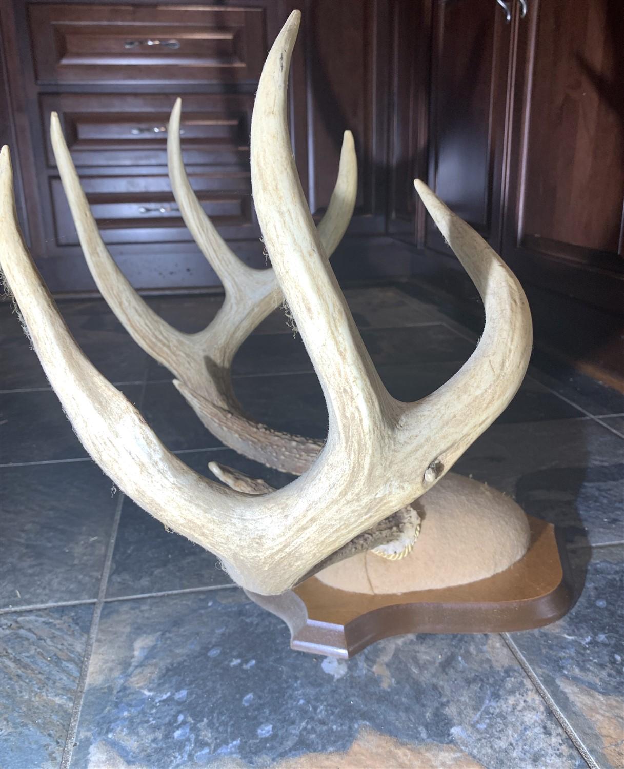 Huge Deer Antler Mount