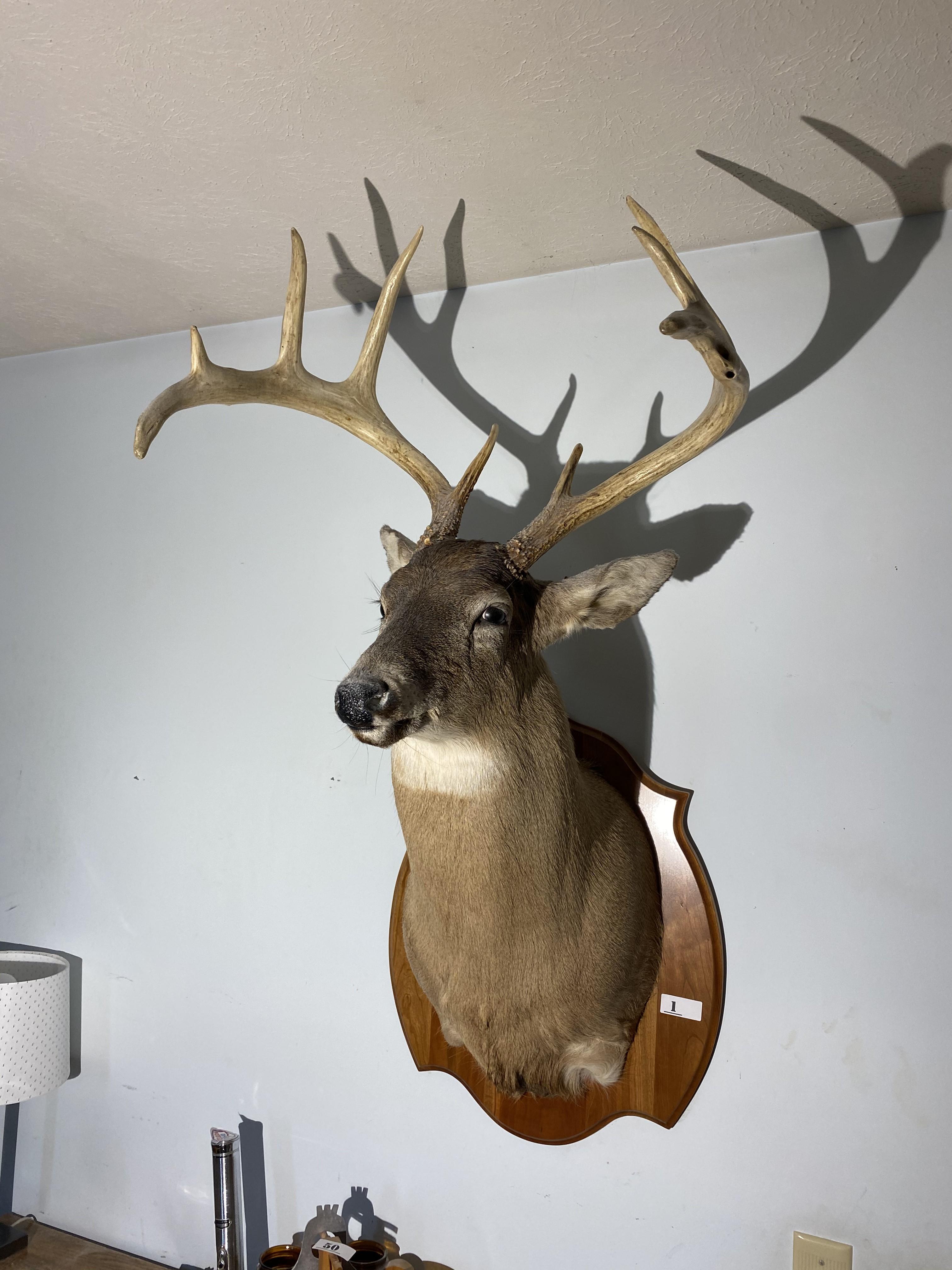 Vintage Taxidermy Deer Mount with Big Rack