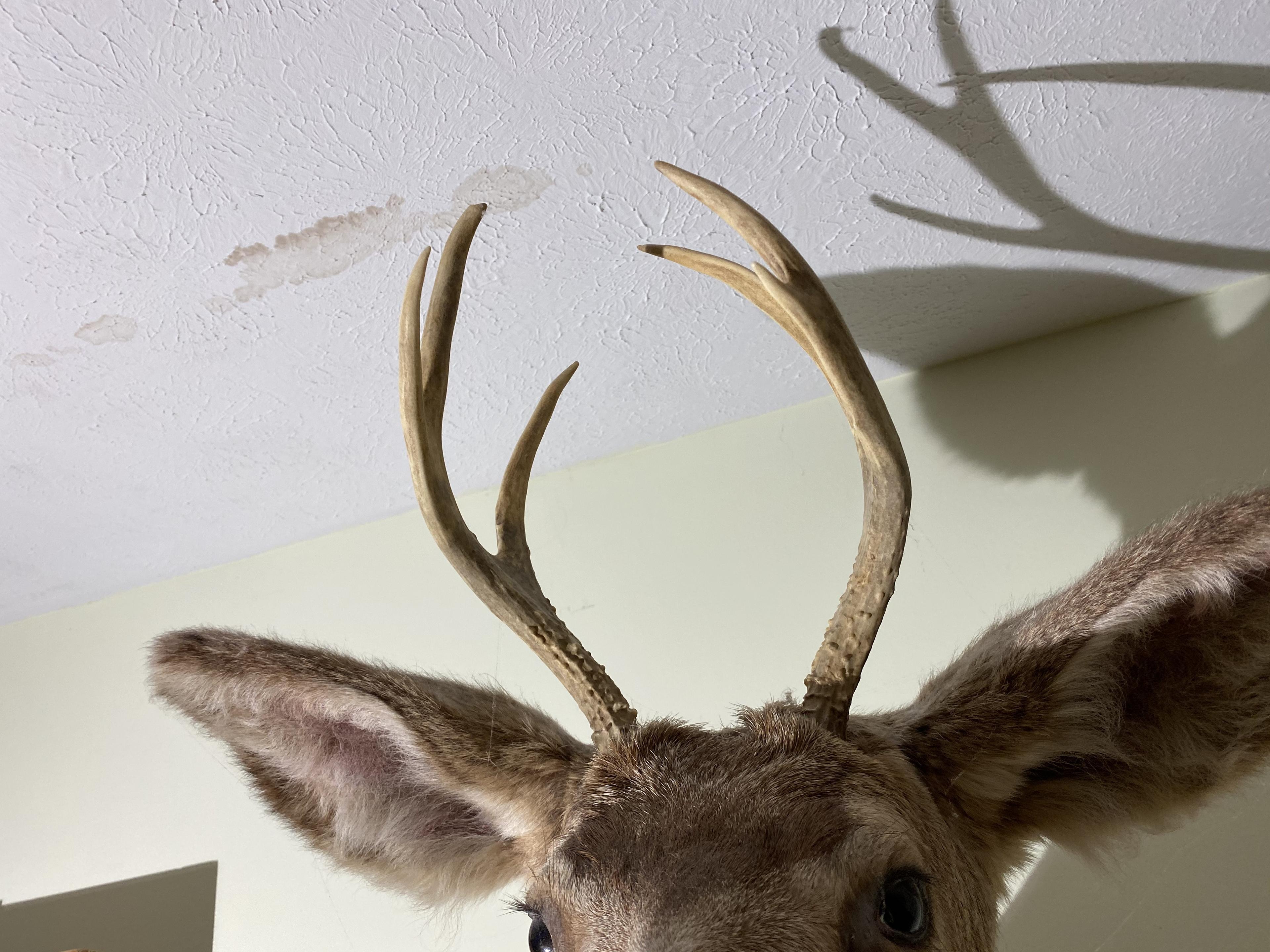 Vintage Taxidermy Deer Mount - Buck