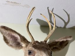 Vintage Taxidermy Deer Mount - Buck