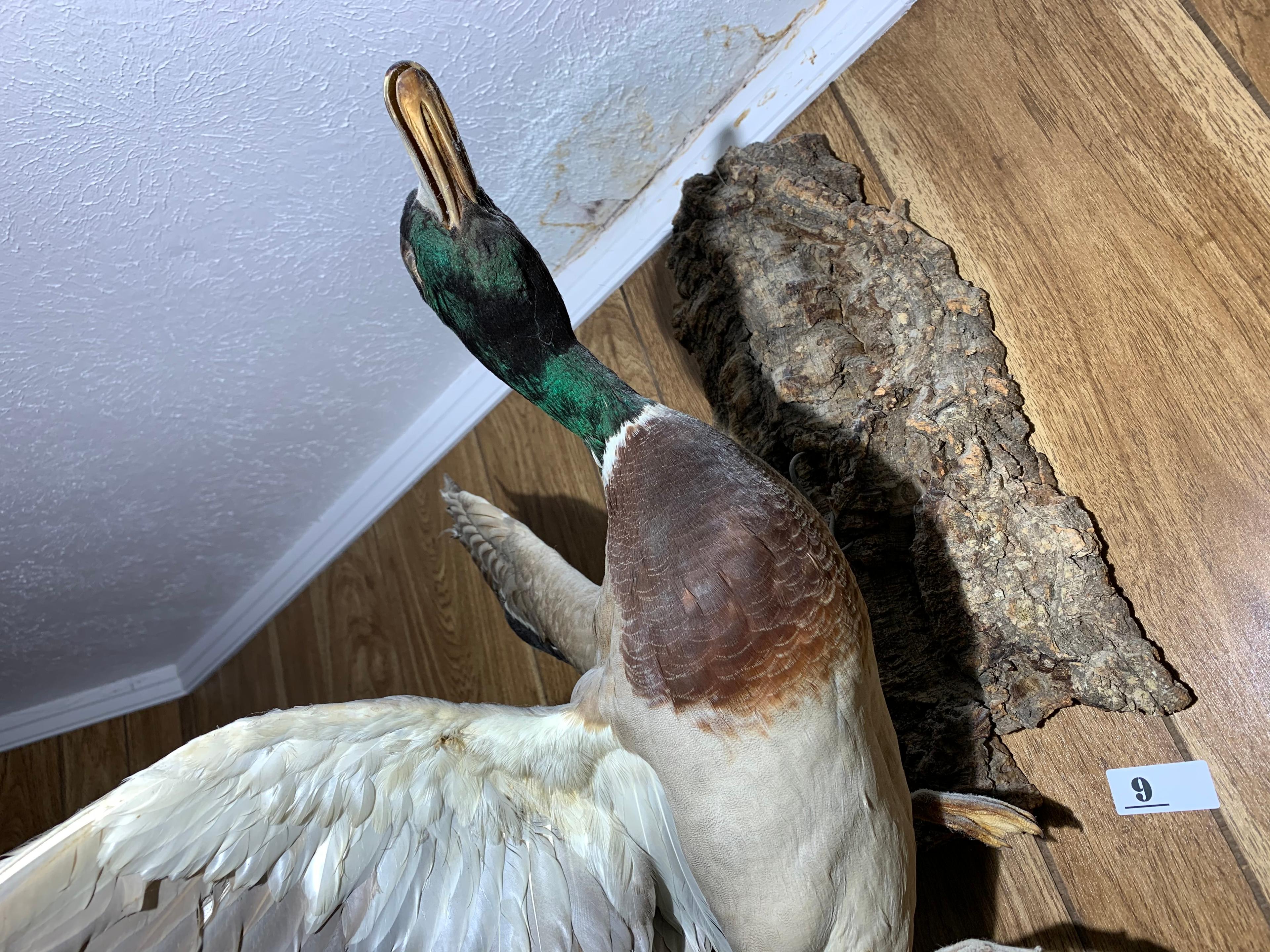 Larger sized mallard taxidermy duck mount