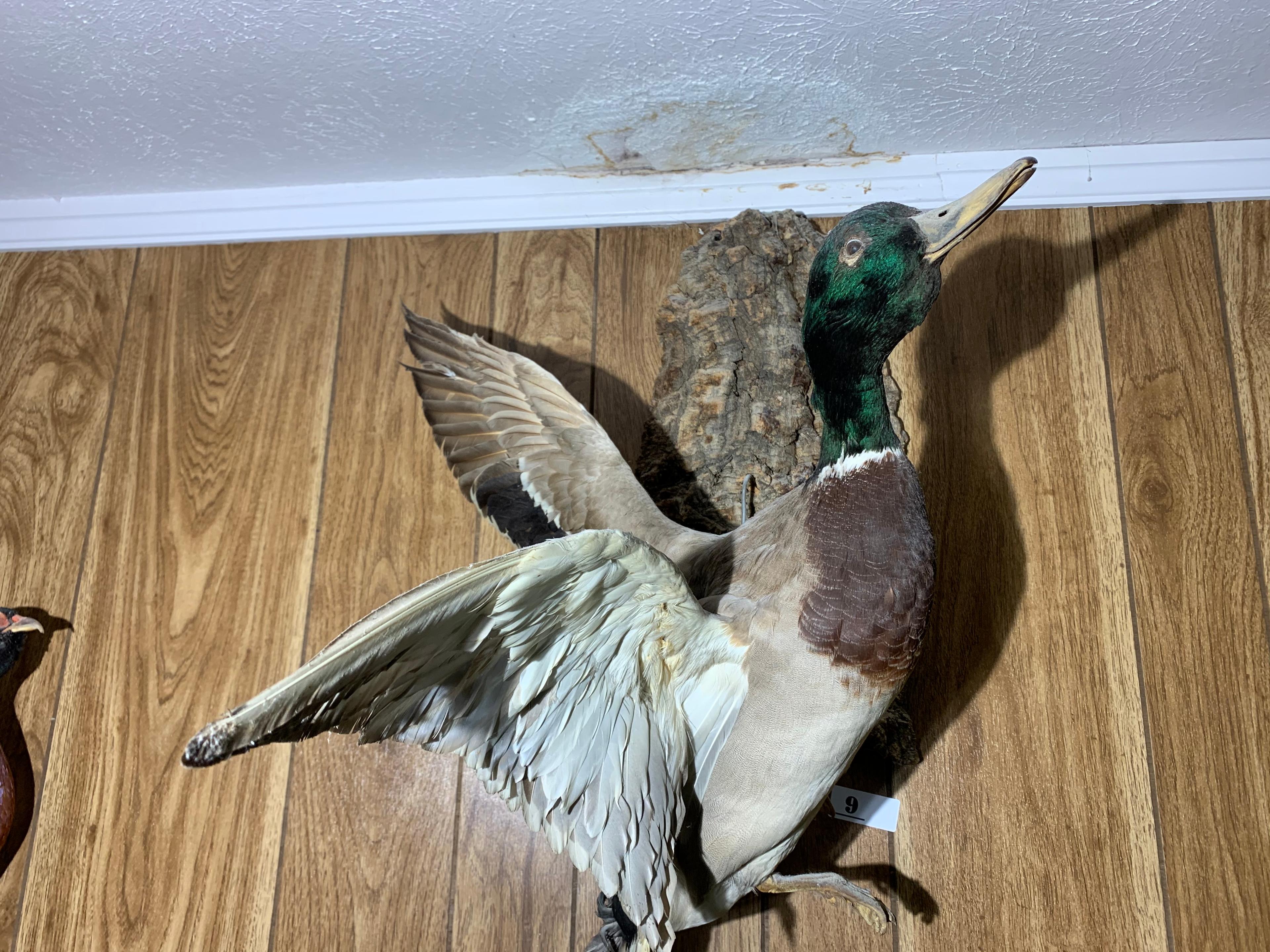 Larger sized mallard taxidermy duck mount