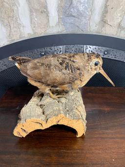 Taxidermy Bird on Log