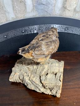 Taxidermy Bird on Log