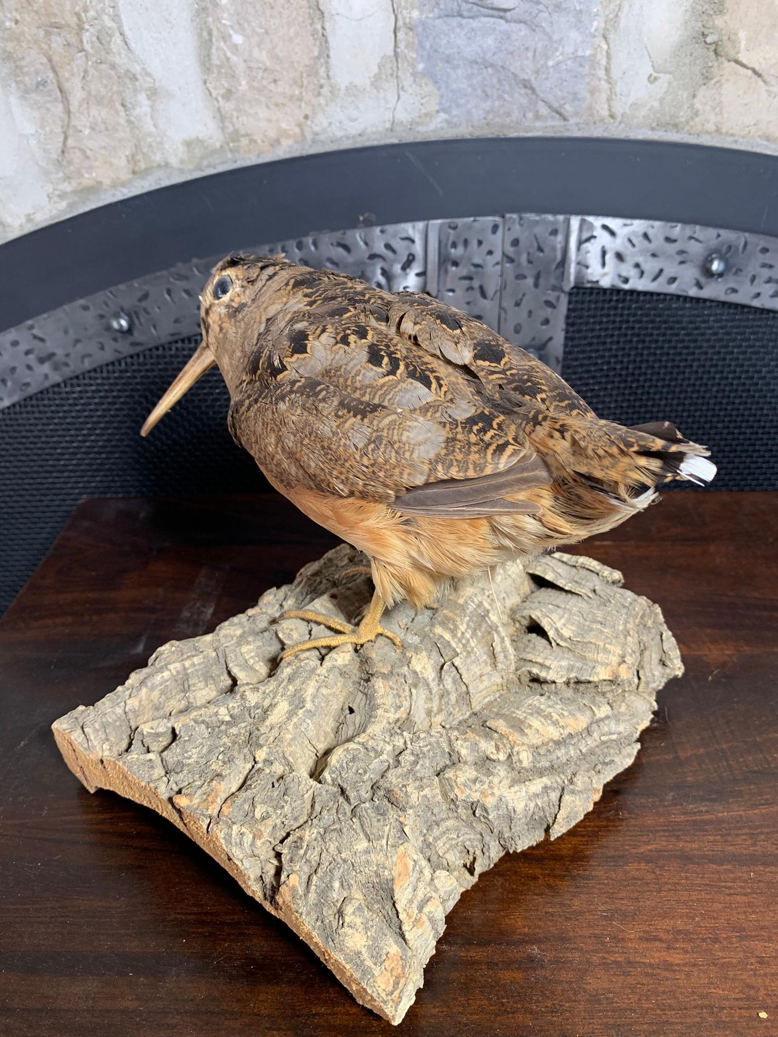 Taxidermy Bird on Log