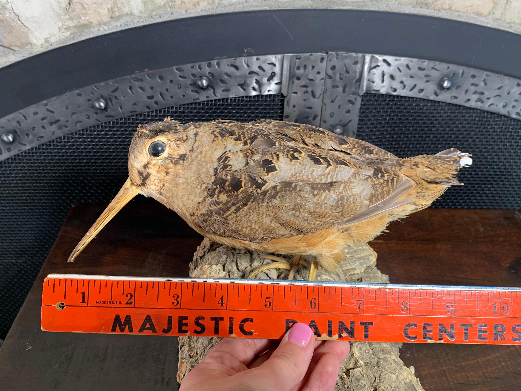 Taxidermy Bird on Log