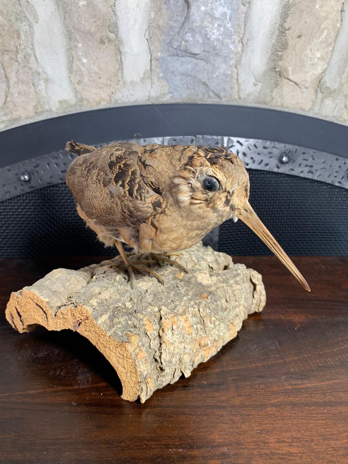 Taxidermy Bird on Log