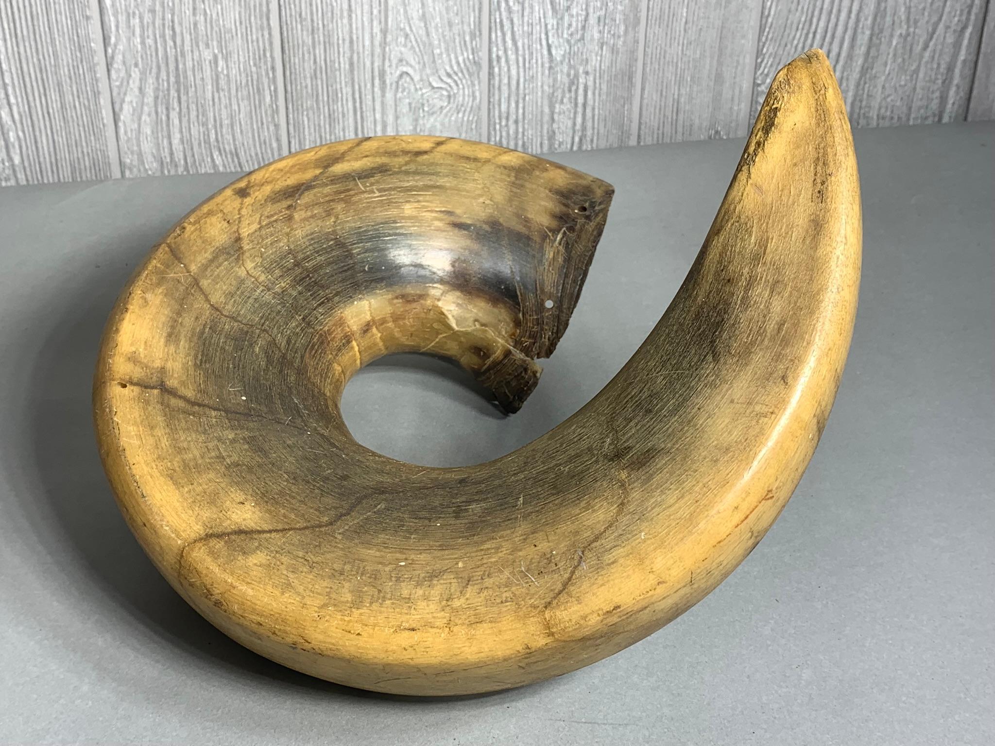 Large Curved Ram's Horn