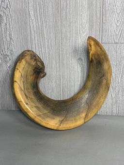 Large Curved Ram's Horn