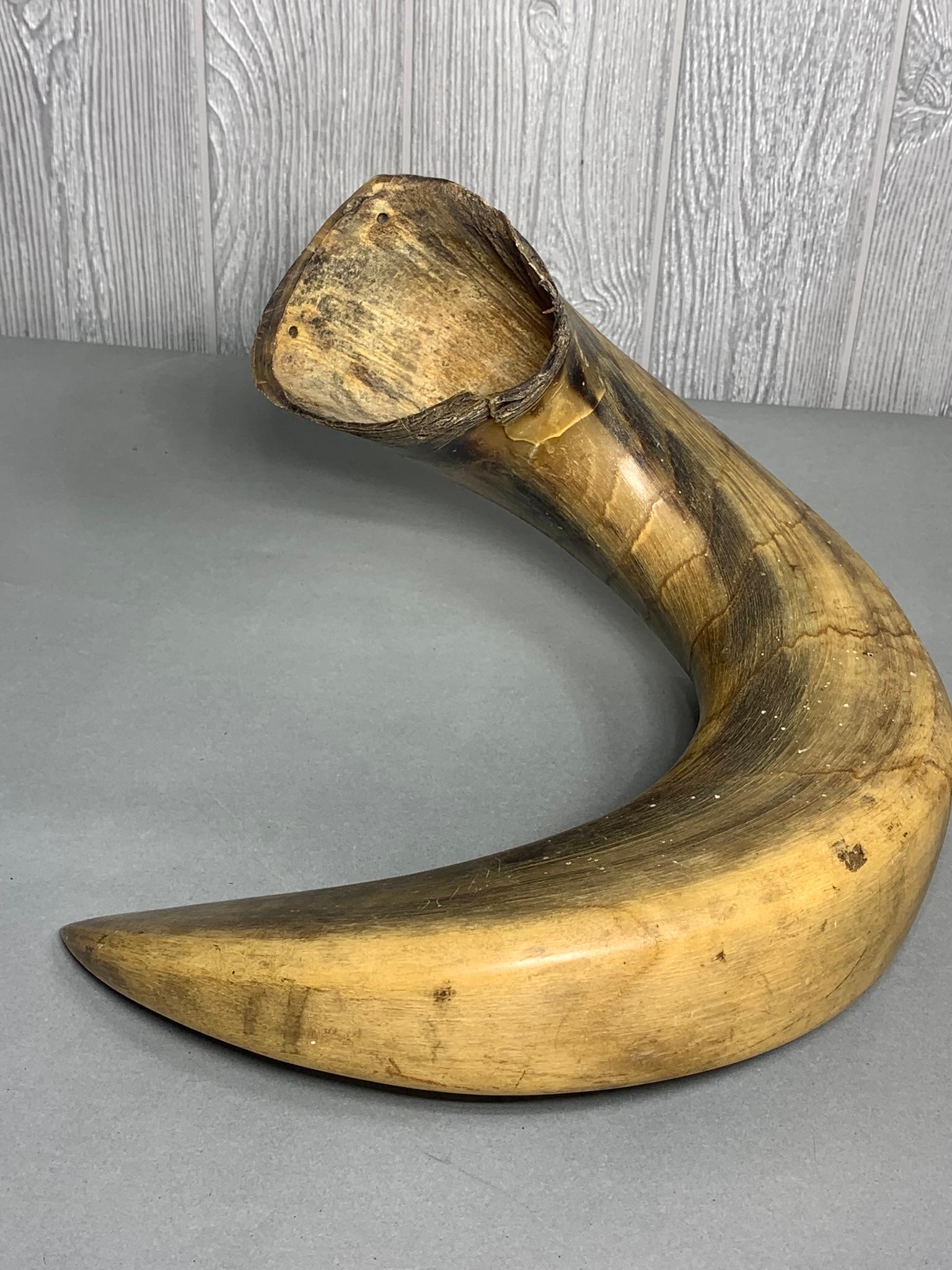 Large Curved Ram's Horn