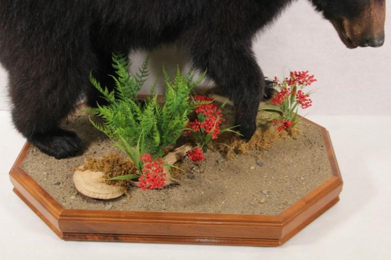 Black bear cub full body mount on Stand