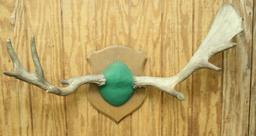 European style moose antler mount