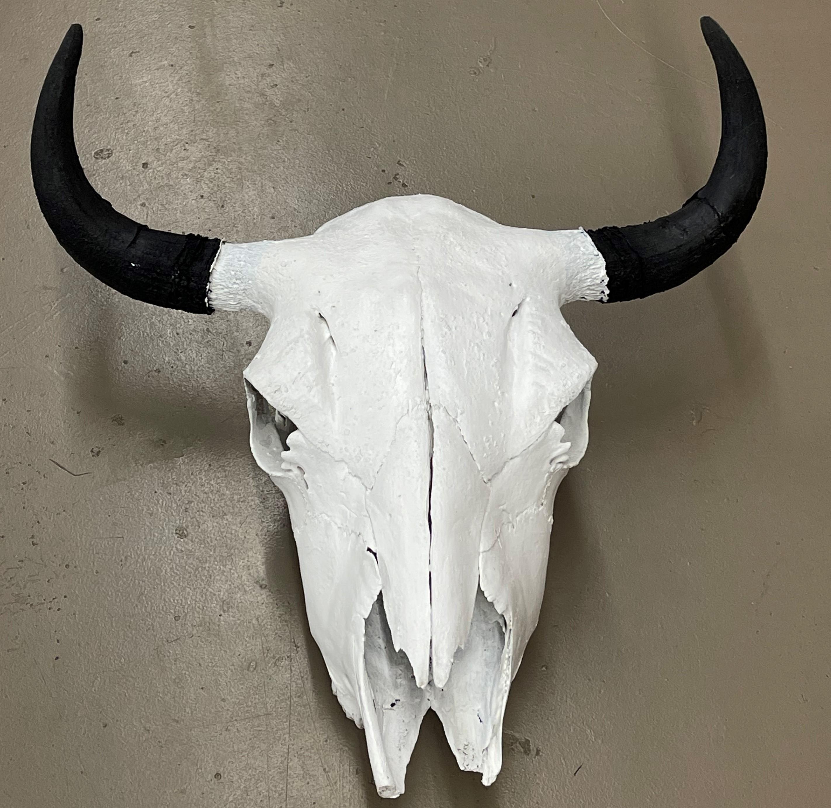 Buffalo Skull