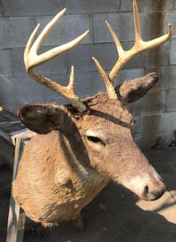 Whitetail Deer Shoulder Mount - 4x4