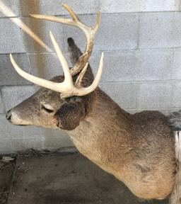 Whitetail Deer Shoulder Mount - 4x4