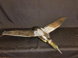 Flying loon decoy - 41 inch wingspan