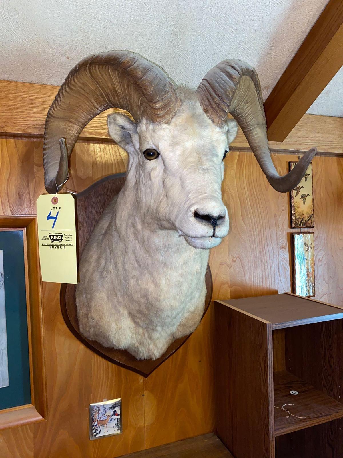Bighorn ram mount