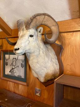 Bighorn ram mount