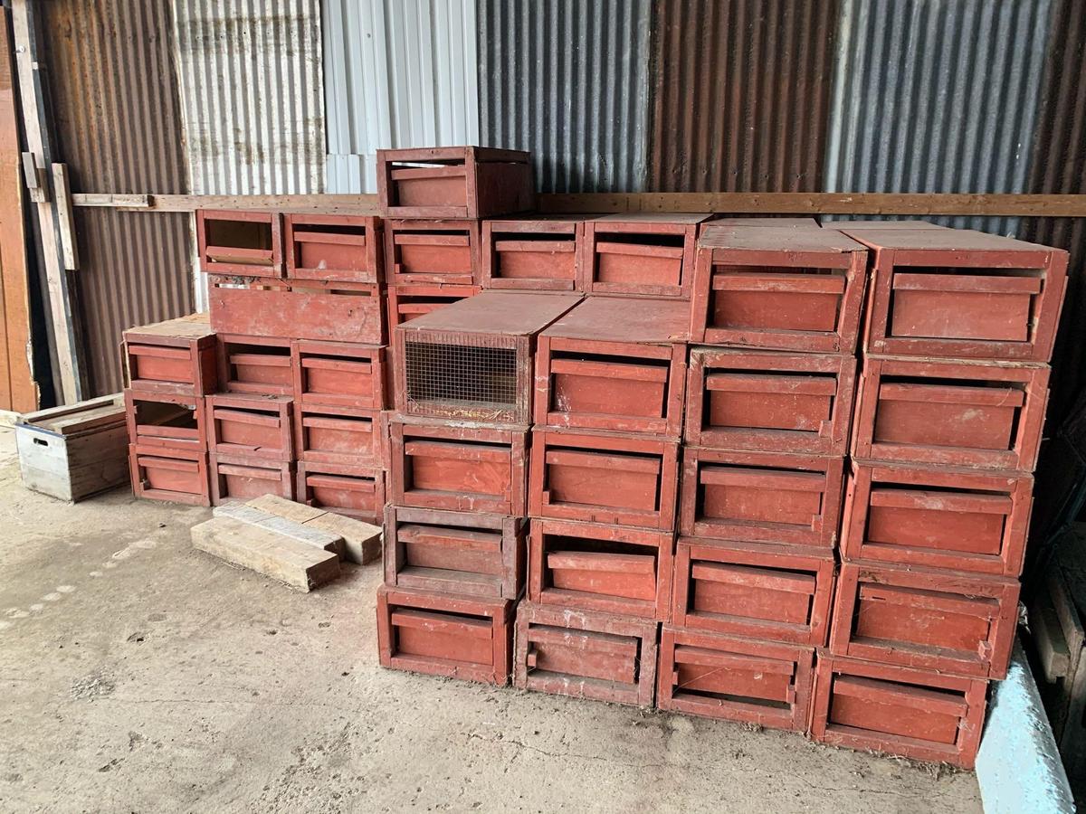 60 Bird Transport Boxes