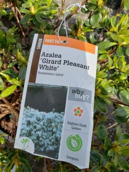 Azalea Girard Pleasant white (bid times 3)
