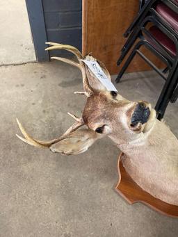 Deer mount