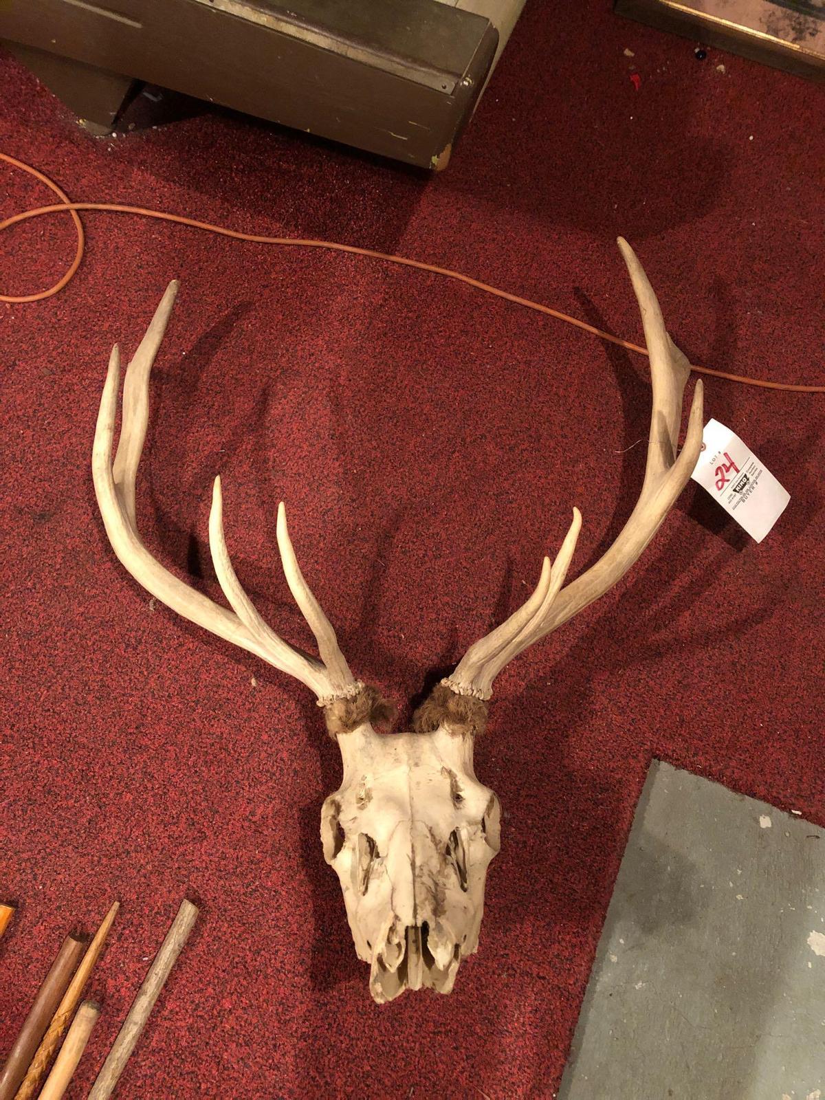 Elk antlers