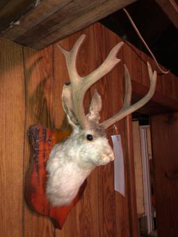 Jackelope mount