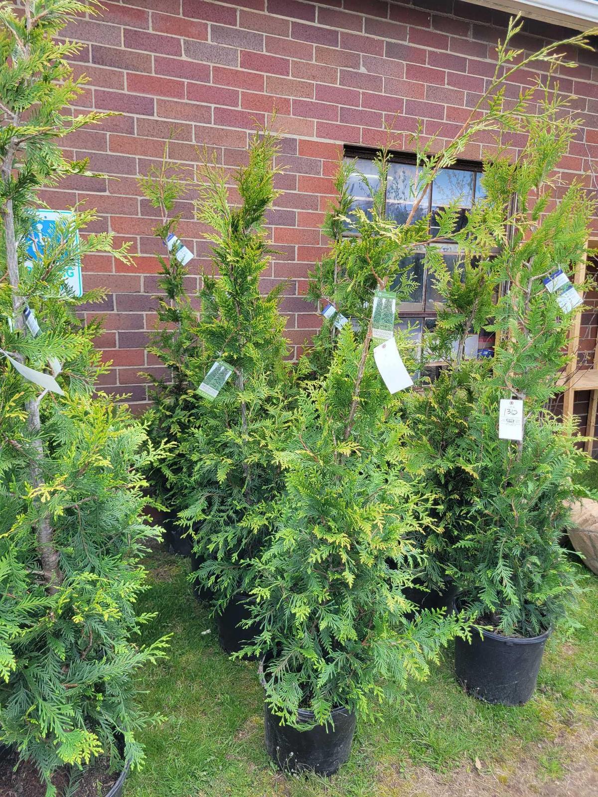 Arborvitae bid x 4