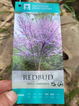 Redbud 5-6ft bid x 4