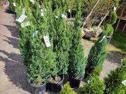 Junipers bid x 4