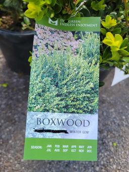 Boxwoods bid x 4