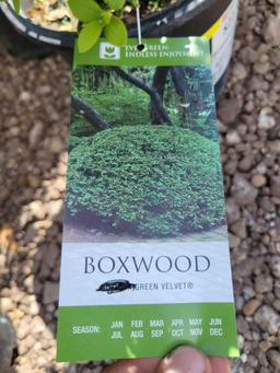 Boxwoods bid x 4