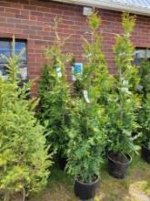 Arborvitae bid x 4