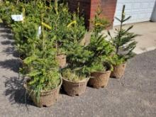 Norway Spruce bid x 4