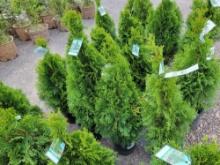 Emerald Green Arborvitae bid x 4