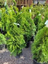 Emerald Green Arborvitae bid x 4