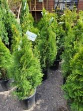 Emerald Green Arborvitae bid x 4