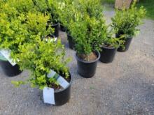 Boxwoods bid x 4