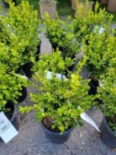 Boxwoods bid x 4