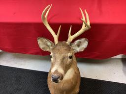 7 Point Deer Mount