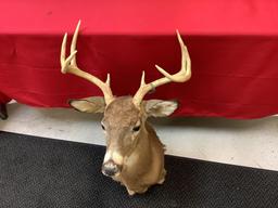 8 Point Deer Mount