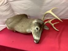 7 Point Deer Mount