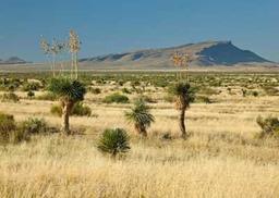 40-Acre Scorpion Ranch in West Texas NEAR GOLF!