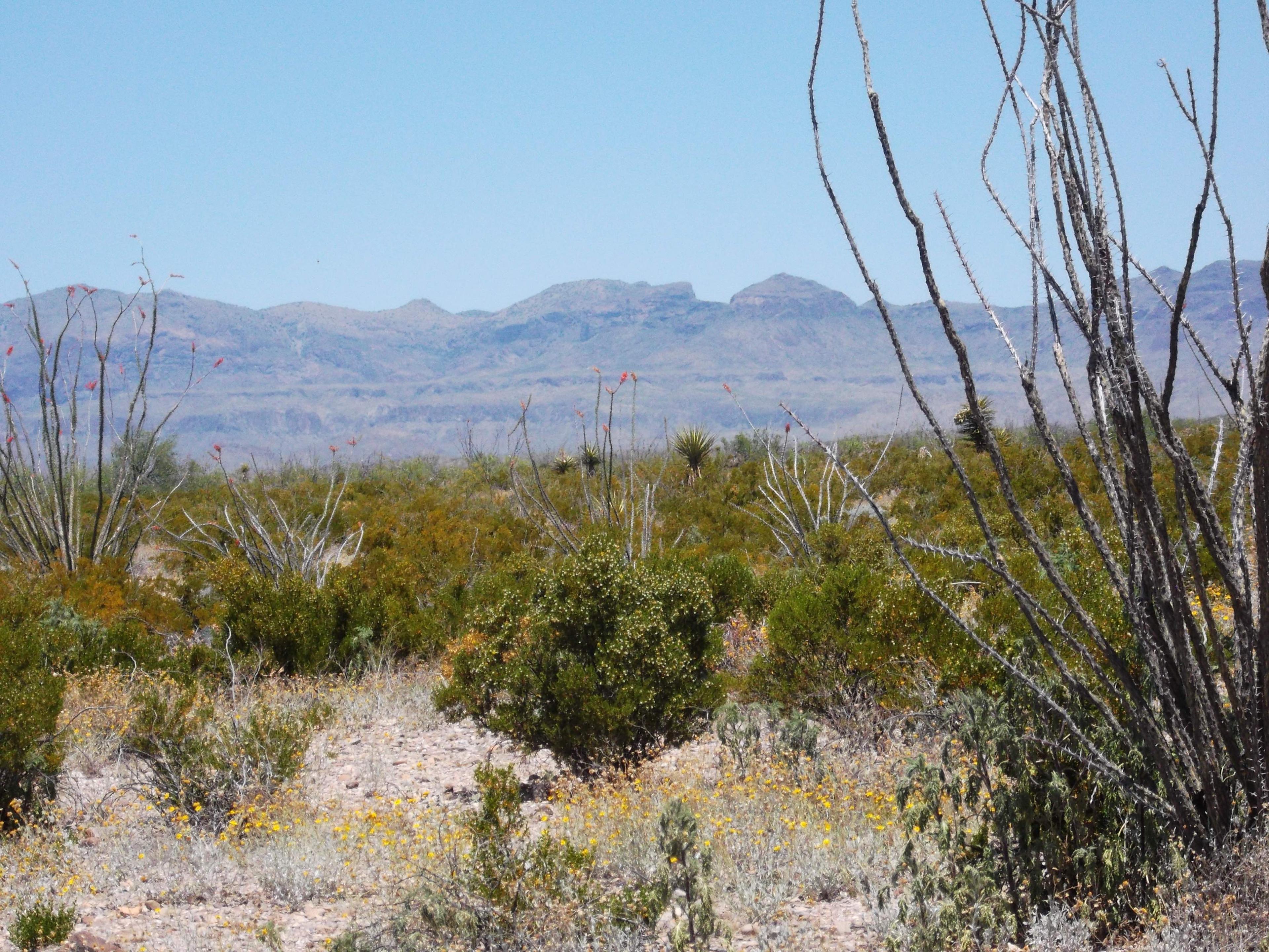 40-Acre Scorpion Ranch in West Texas NEAR GOLF!