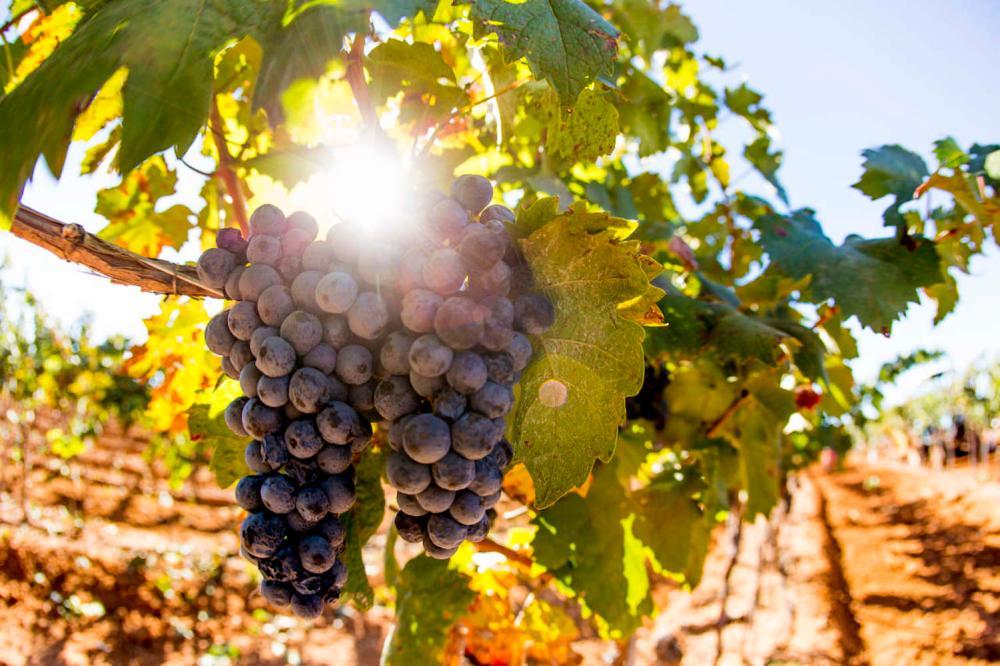 Cochise Vineyards - An Evergrowing Wine Industry!